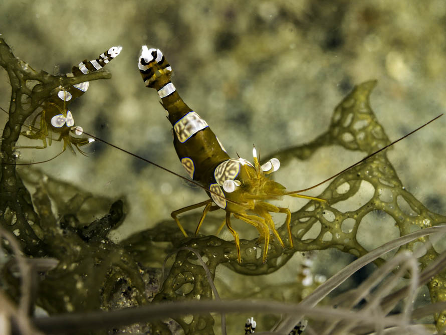 Thor amboinensis 